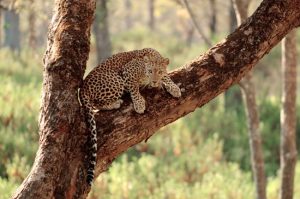 Wildlife tours in mangalore