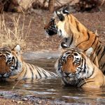 Wildlife Safari