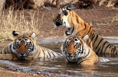 Wildlife Safari
